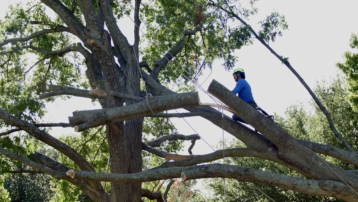 Professional Hazardous Tree Removal performed by certified arborists in Harmony